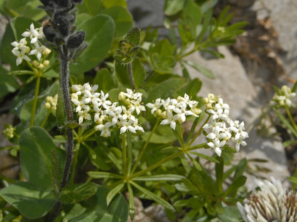 Fiori alpini da determinare - Galium cfr.anisophyllon